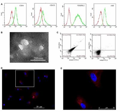 Endothelial Progenitor Cell-Derived Microvesicles Promote Angiogenesis in Rat Brain Microvascular Endothelial Cells In vitro